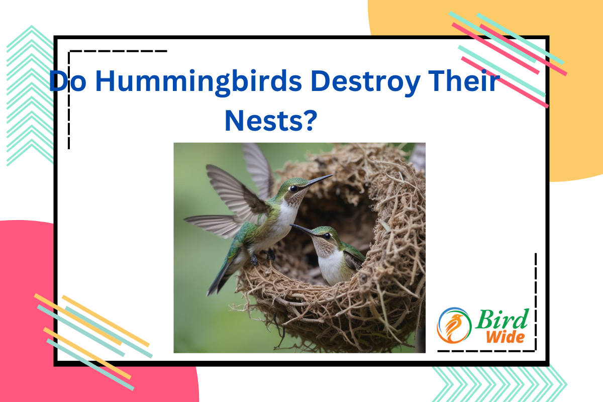 Do Hummingbirds Destroy Their Nests? Exploring Nest Maintenance Habits in 2025