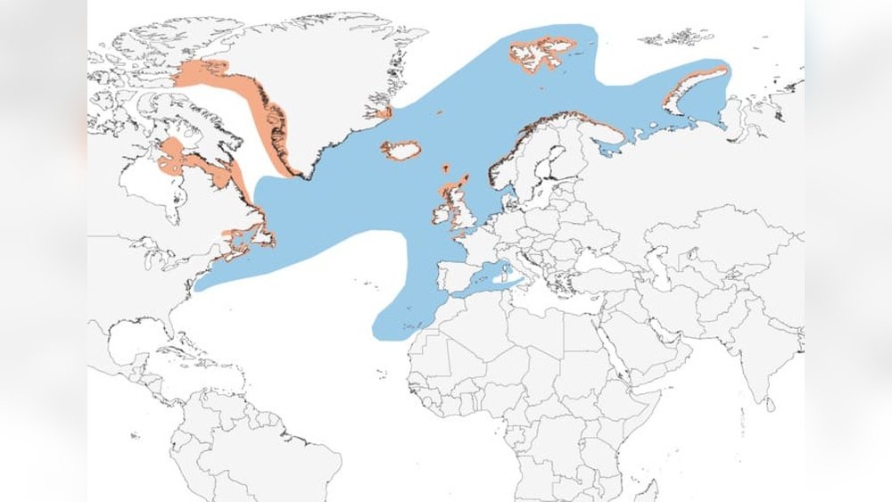 Atlantic Puffin Migration