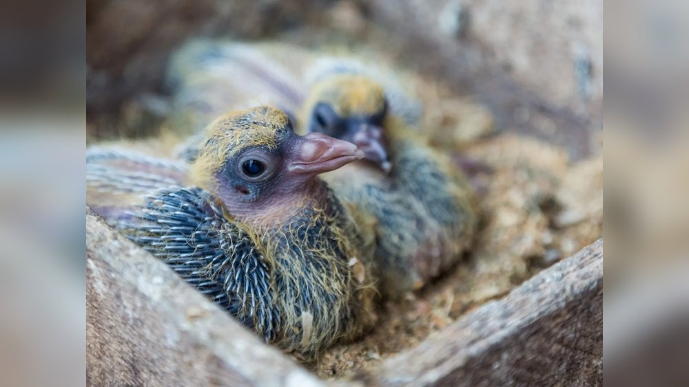 Baby Pigeons: What They Look Like – Adorable and Surprising Facts