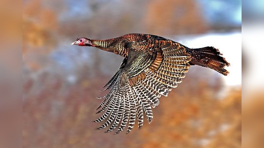 Can Wild Turkeys Fly?