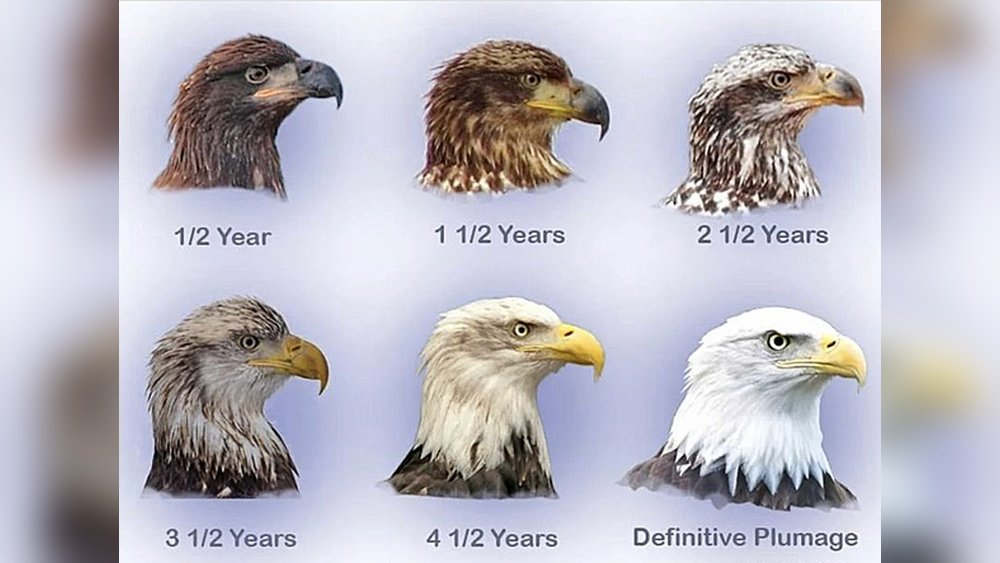 How Long Do Eagles Live?