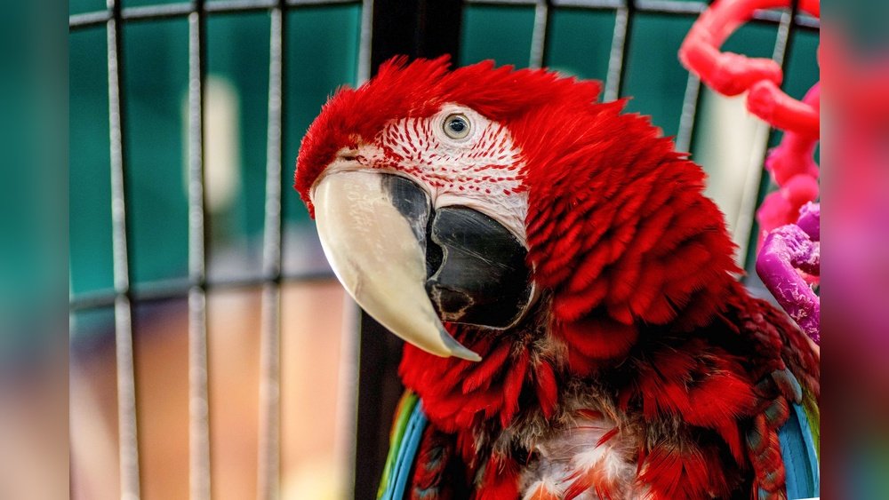 How Long Do Parrots Live As Pets Vs. in the Wild? Surprising Facts