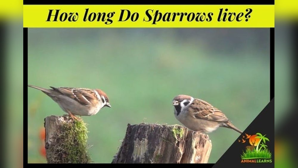 How Long Do Sparrows Live?