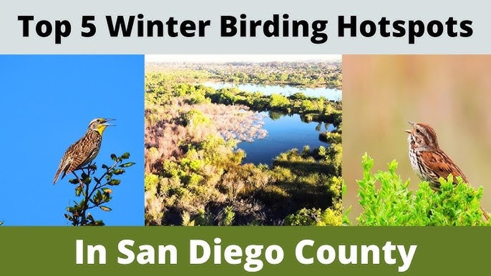 San Diego Birding Hot Spots