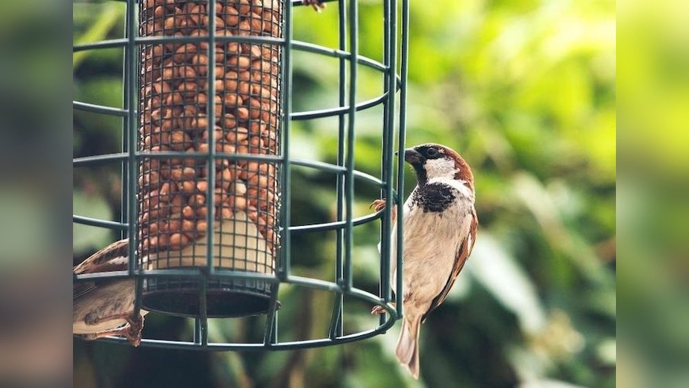 Sparrow-Proof Your Bird Feeder