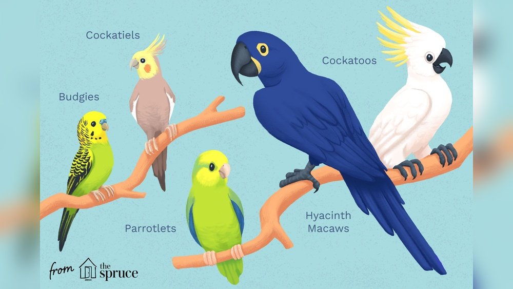 Top 25 Popular Parakeet Species (With Photos & Care Tips)