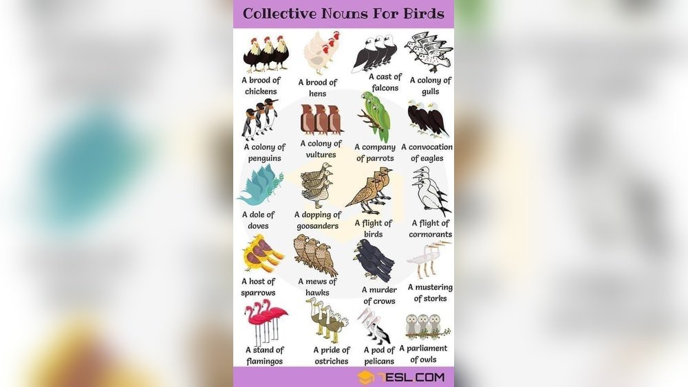 What Are Groups of Birds Called?