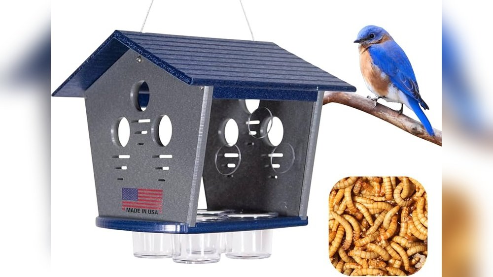 What Do Bluebirds Eat? 7 Favorite Foods That Keep Them Coming Back!