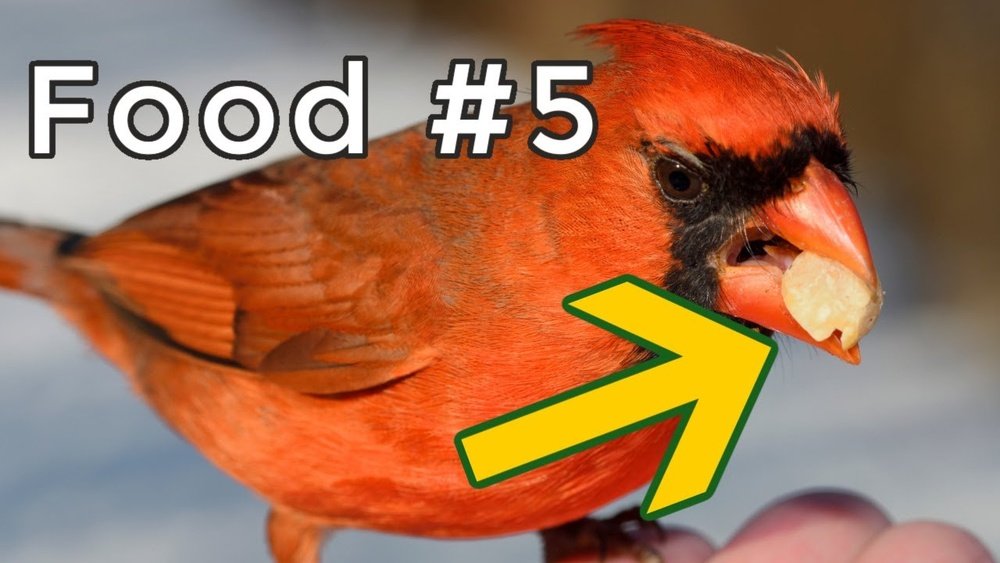 What Do Cardinals Eat?