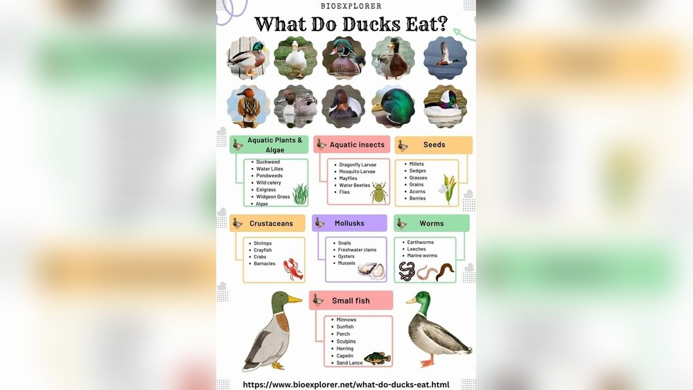 What Do Ducks Eat?