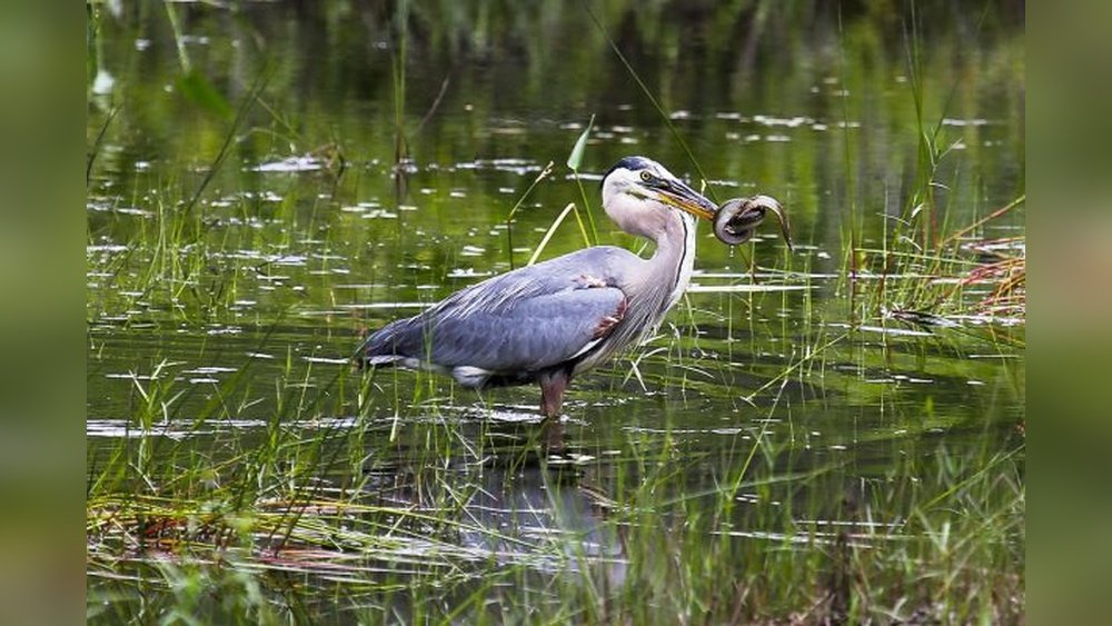 What Do Herons Eat?
