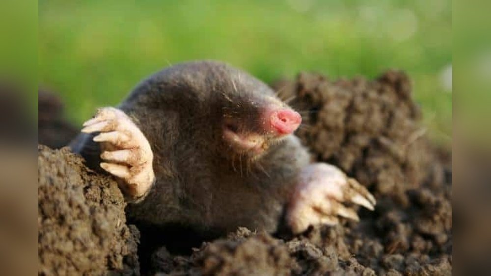 What Do Moles Eat? Discover Their Surprising Favorite Foods