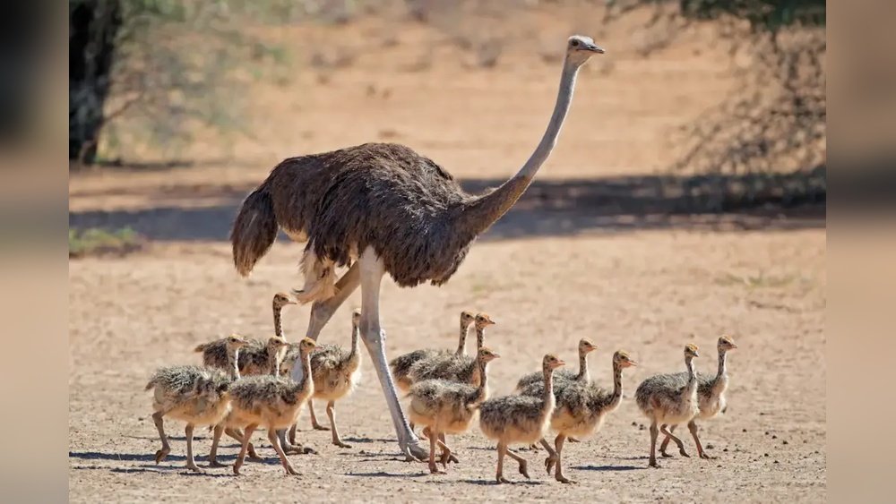 What Do Ostriches Eat?
