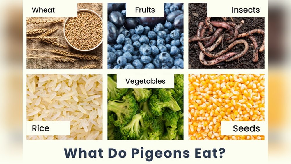 What Do Pigeons Eat? Surprising Foods That Keep Them Healthy