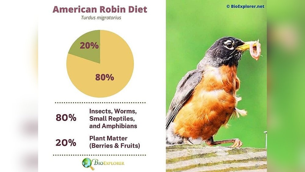 What Do Robins Eat?