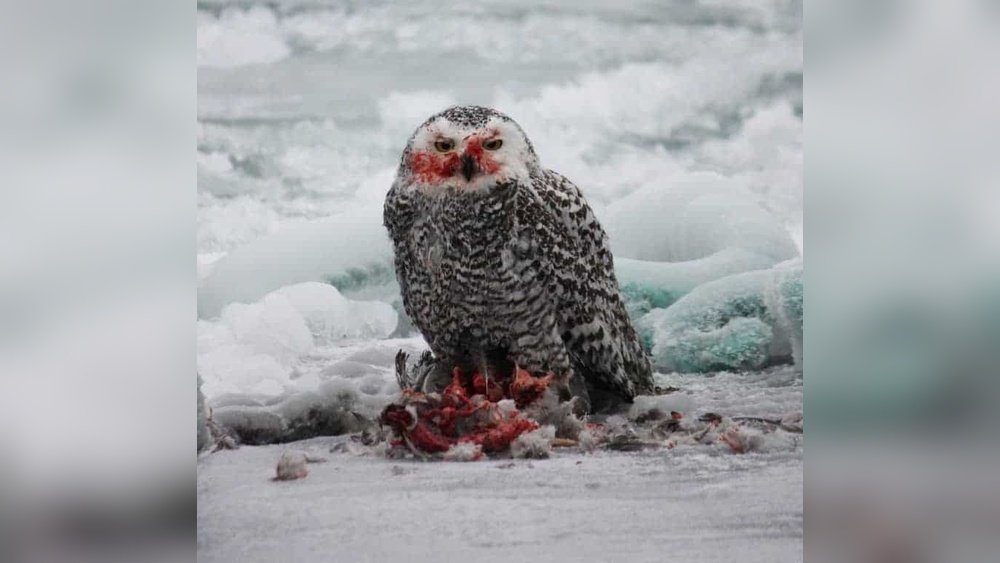 What Do Snowy Owls Eat?