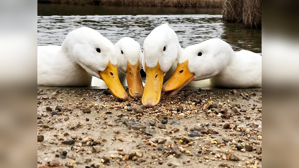 What Is a Group of Ducks Called?