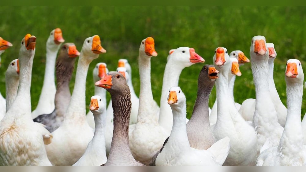 What Is a Group of Geese Called?