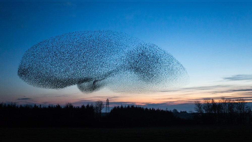 What Is a Group of Starlings Called?