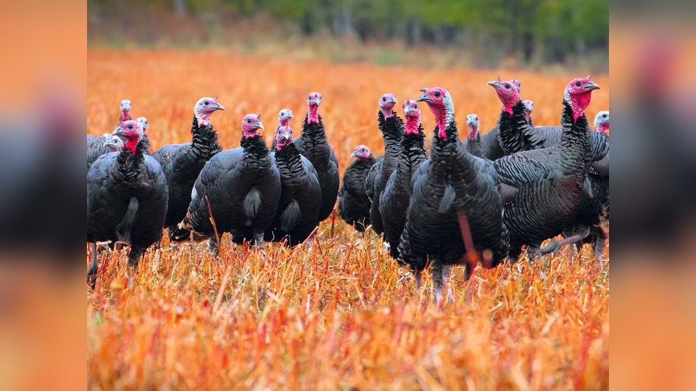 What Is a Group of Turkeys Called?