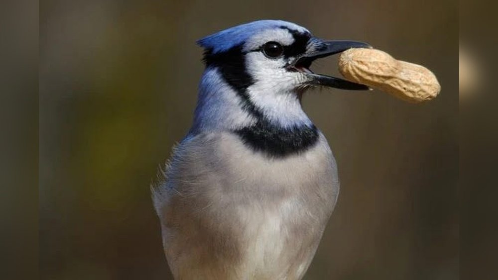 What to Feed Blue Jays: Top Nutritious Foods for Happy Birds