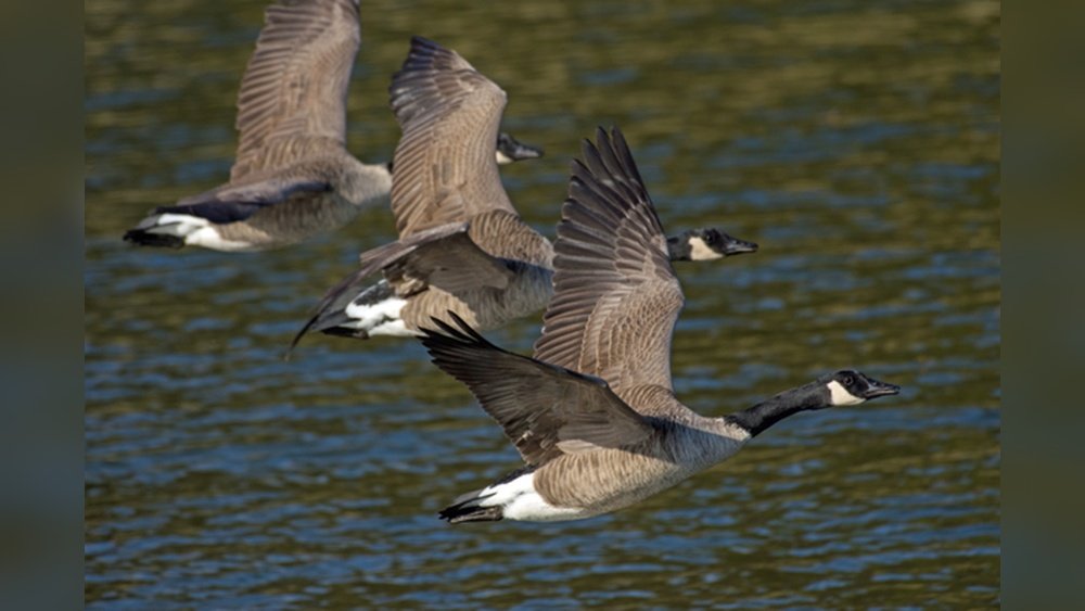 When Do Geese Migrate?