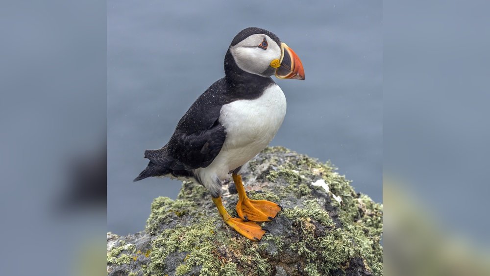 Where Do Puffins Live? Discover Their Amazing Habitats Today!