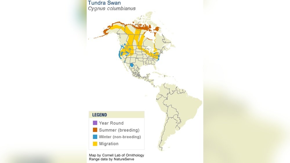 Where Do Swans Live? Discover Their Stunning Natural Habitats