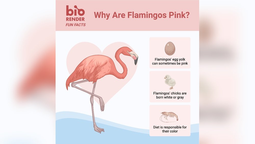 Why Are Flamingos Pink? Stunning Science Behind Their Color